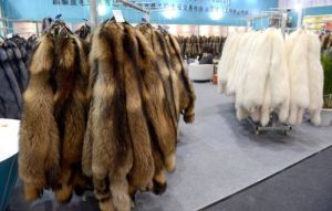 BEIJING CHINA JANUARY 14 CHINA OUT Raw furs are on display during the 40th China Fur And Leath