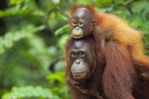 orang-utans