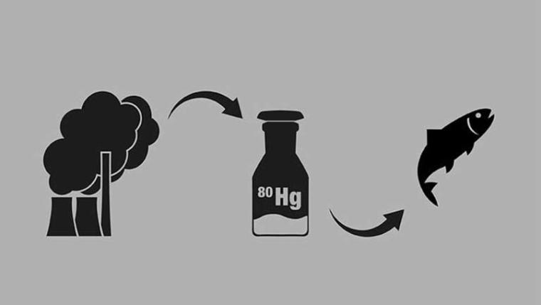 kohle-grafik-quecksilber-fisch