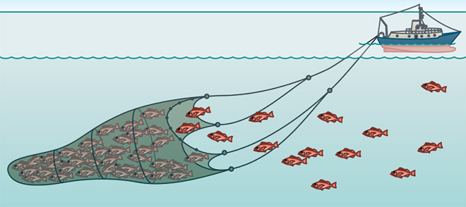 schleppnetzfischerei