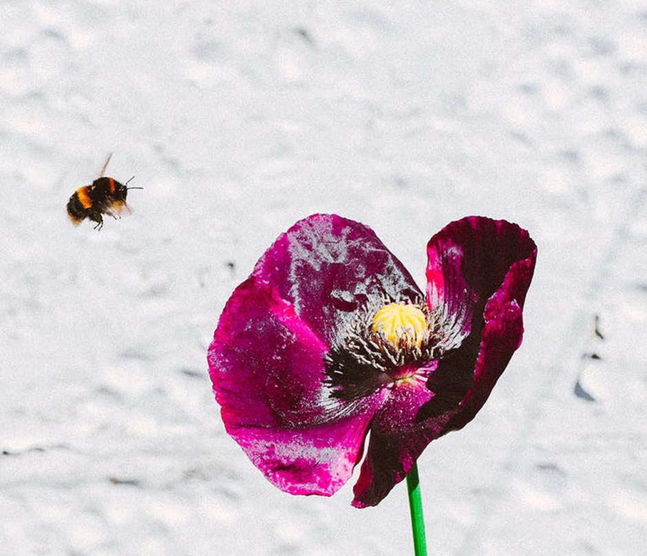 Bienenfreundliche Pflanzen
